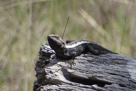 Inside The Greater Blue Mountains World Heritage - A Private Wildlife Safari Overnight - Sunshine Coast Guide 2