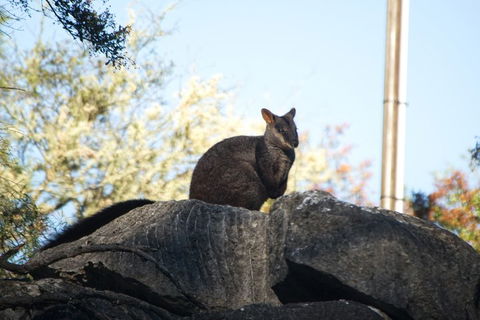 The Explorers' Discovery Tour - Gold, Wine & Wildlife - Sunshine Coast Guide 4