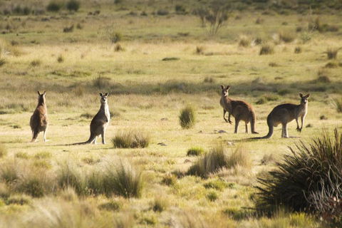 The Explorers' Discovery Tour - Gold, Wine & Wildlife - Sunshine Coast Guide 5