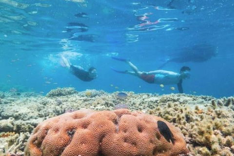 Great Barrier Reef Day Cruise To Reefworld - Sunshine Coast Guide 1