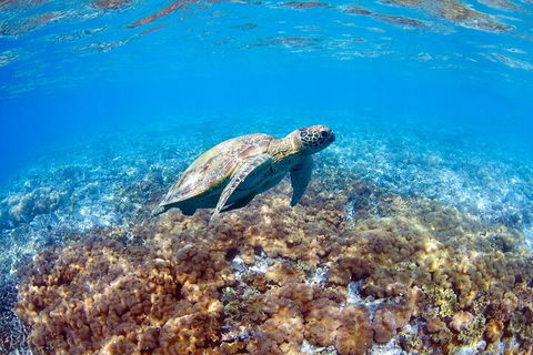 Great Barrier Reef Day Cruise To Reefworld - Sunshine Coast Guide 5