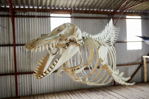 Albany's Whale Story - Sunshine Coast Guide 3