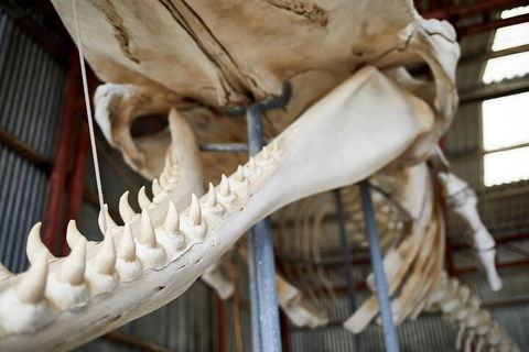 Albany's Whale Story - Sunshine Coast Guide 5