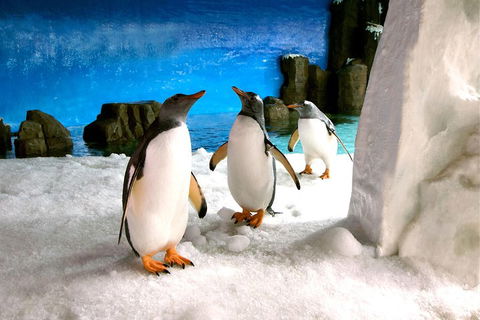 Penguin Passport At SEA LIFE Melbourne Aquarium - Sunshine Coast Guide 1