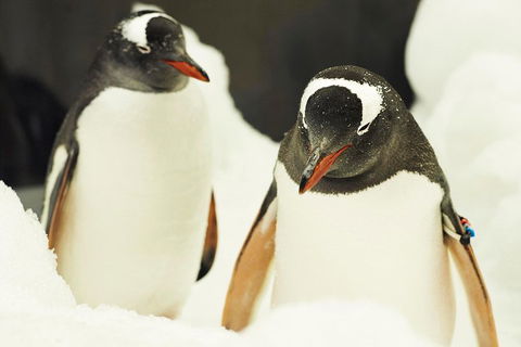 Penguin Passport At SEA LIFE Melbourne Aquarium - Sunshine Coast Guide 2