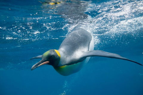 Penguin Passport At SEA LIFE Melbourne Aquarium - Sunshine Coast Guide 3
