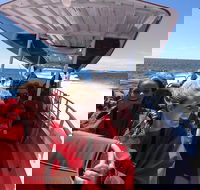 Adventure Rottnest Tour with Ferry  Adventure Cruise from Perth or Fremantle - Sunshine Coast Guide