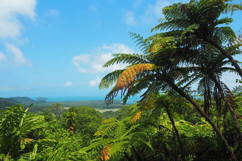 Cape Tribulation, Daintree Rainforest And Wildlife Tour - Sunshine Coast Guide 3