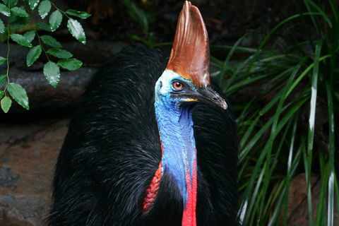 Cape Tribulation, Daintree Rainforest And Wildlife Tour - Sunshine Coast Guide 5