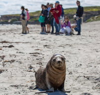 Kangaroo Island in a Day Tour from Adelaide - Sunshine Coast Guide