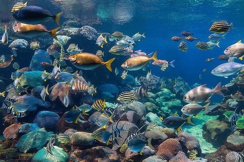 Glass Bottom Boat & Entry At AQWA - Sunshine Coast Guide 3