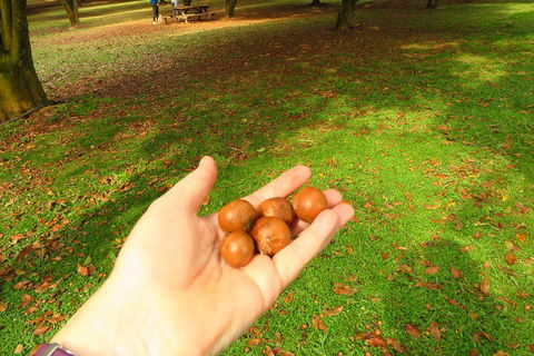 3-Hour Small-Group Byron Bay Tour - Sunshine Coast Guide 2