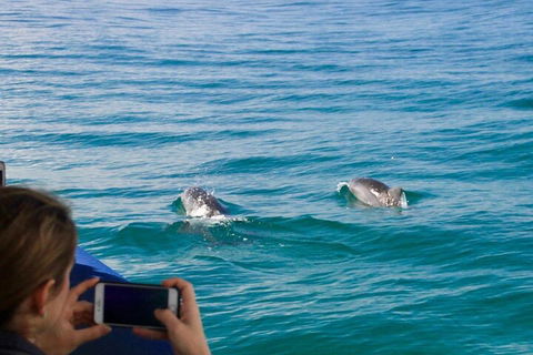 Julian Rocks Byron Bay Cruise - Sunshine Coast Guide 1