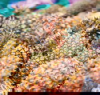 Sunshine Coast Eumundi Markets Return Minibus Transfer - Sunshine Coast Guide