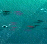 40-45 Minute Port Stephens and Stockton Beach Helicopter Flight - For 2 - Sunshine Coast Guide