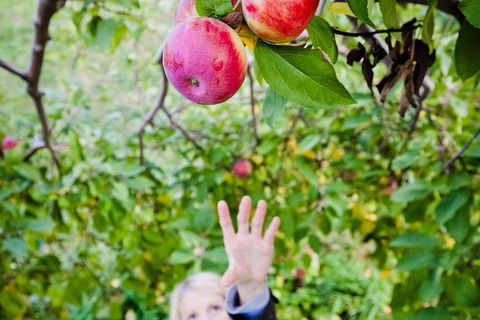 Perth Hills - Wildlife, Art & Gastronomy - Sunshine Coast Guide 1
