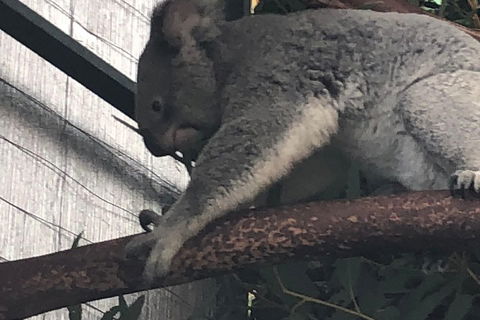 Perth Hills - Wildlife, Art & Gastronomy - Sunshine Coast Guide 3