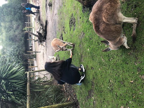 Perth Hills - Wildlife, Art & Gastronomy - Sunshine Coast Guide 4