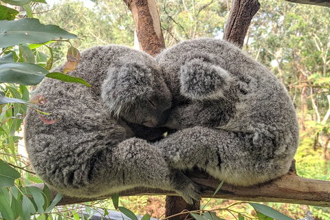 Central Coast Explorer With 'Personalised Sydney Tours' - Sunshine Coast Guide 5
