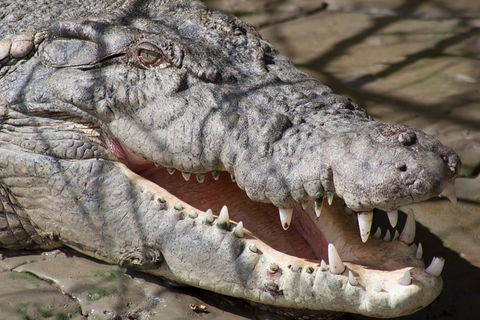 Whitsunday Crocodile Safari Including Lunch - Sunshine Coast Guide 1