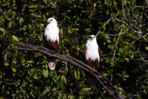 Whitsunday Crocodile Safari Including Lunch - Sunshine Coast Guide 2