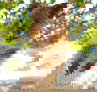 Discover Rottnest with Ferry  Bus Tour from Perth or Fremantle - Sunshine Coast Guide