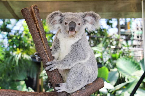 Cairns ZOOM And Wildlife Dome - Sunshine Coast Guide 0