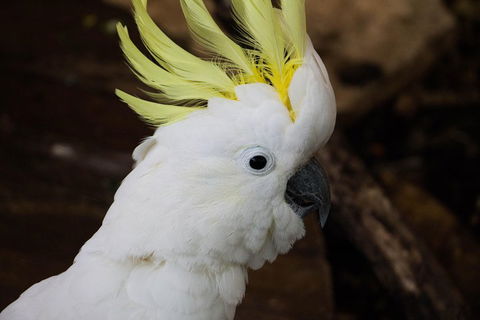 Cairns ZOOM And Wildlife Dome - Sunshine Coast Guide 2