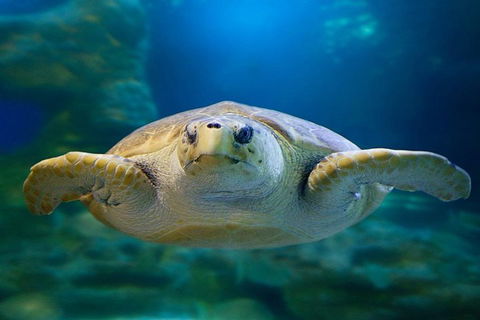 Glass Bottom Boat & Entry At AQWA - Sunshine Coast Guide 1