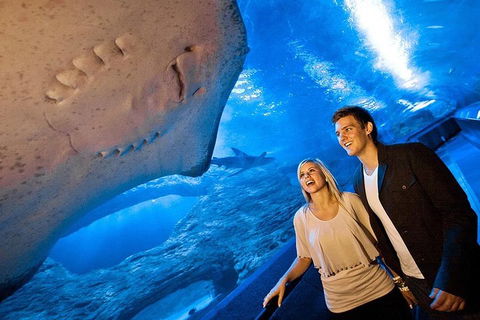 Dive With Sharks At AQWA - Sunshine Coast Guide 0