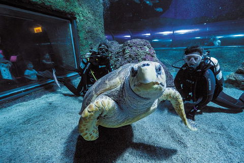 Dive With Sharks At AQWA - Sunshine Coast Guide 2