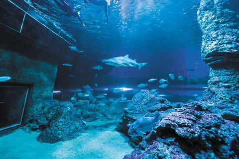 Dive With Sharks At AQWA - Sunshine Coast Guide 3