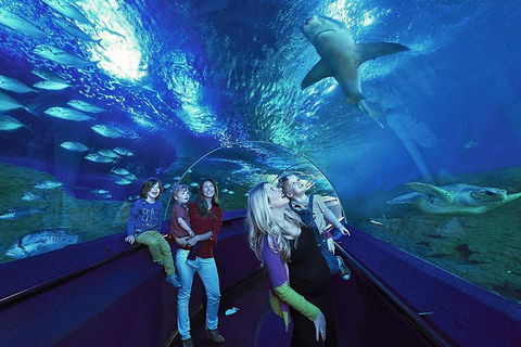 Dive With Sharks At AQWA - Sunshine Coast Guide 5