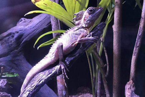 Cairns Aquarium Admission Ticket - Sunshine Coast Guide 0