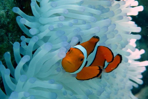 Seastar Luxury Outer Great Barrier Reef Island And Reef Tour From Cairns - Sunshine Coast Guide 0
