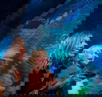 SEA LIFE Sunshine Coast Aquarium Entrance Ticket - Sunshine Coast Guide