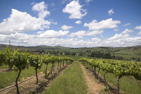 Hunter Valley Wine Tour From Sydney Incl Lunch, Cheese, Chocolate And Distillery - Sunshine Coast Guide 0